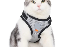 Kattsele – Bäst i test sele för katt (Säker, lätt & bekväm för promenader)