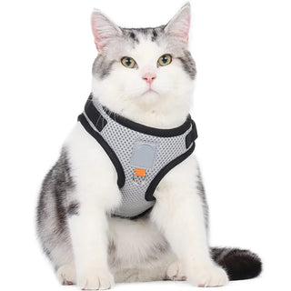 Kattsele – Bäst i test sele för katt (Säker, lätt & bekväm för promenader)