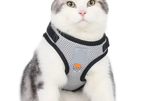 Kattsele – Bäst i test sele för katt (Säker, lätt & bekväm för promenader)