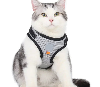 Kattsele – Bäst i test sele för katt (Säker, lätt & bekväm för promenader)