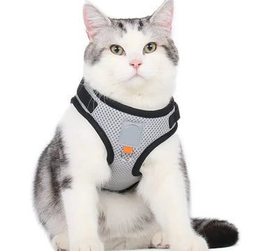 Kattsele – Bäst i test sele för katt (Säker, lätt & bekväm för promenader)
