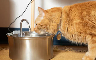 KattKällan 2.0 – Bäst i test vattenfontän för katt (Är den värt det?)