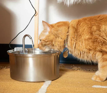 KattKällan 2.0 – Bäst i test vattenfontän för katt (Är den värt det?)