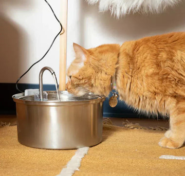 KattKällan 2.0 – Bäst i test vattenfontän för katt (Är den värt det?)