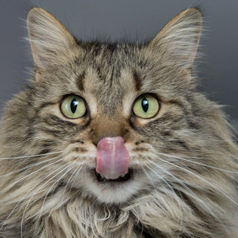 För katter