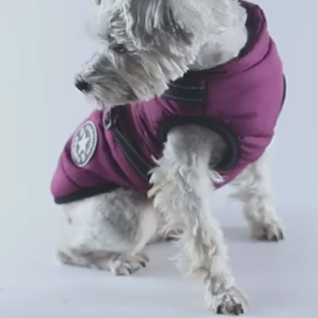 Hundejacke mit integriertem Geschirr