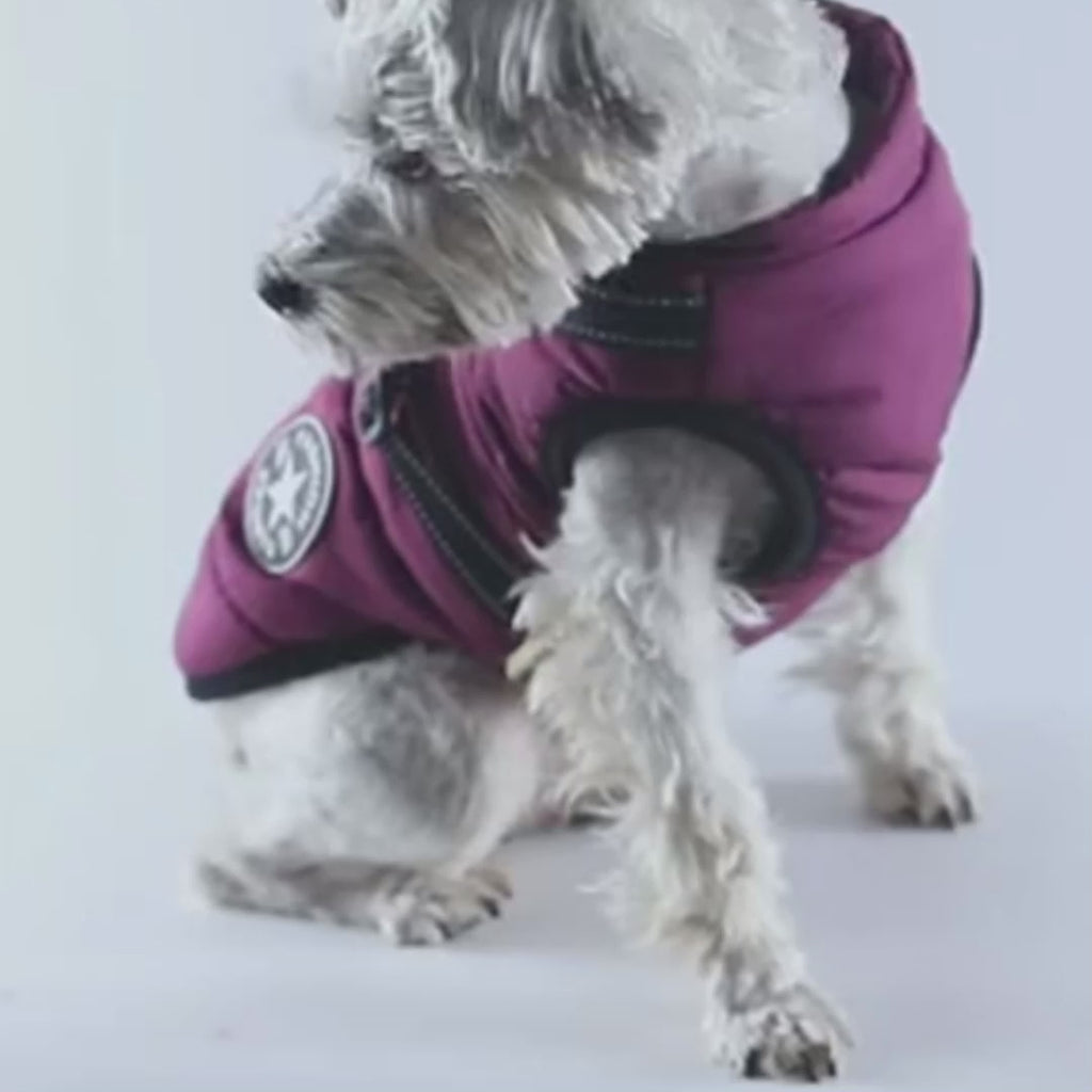 Hundejacke mit integriertem Geschirr